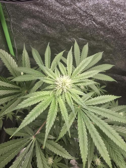 🍫 haze. Week 8