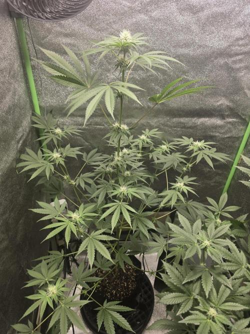🍫 haze. Week 8