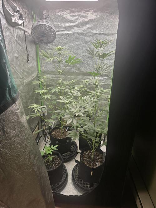 🍫 haze. Week 8