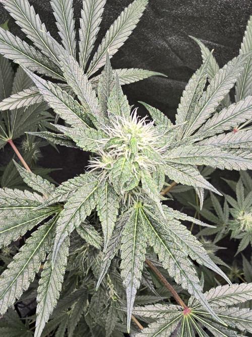 🍫 haze. Week 9