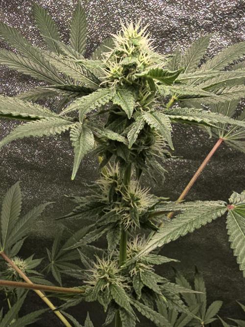 🍫 haze. Week 9