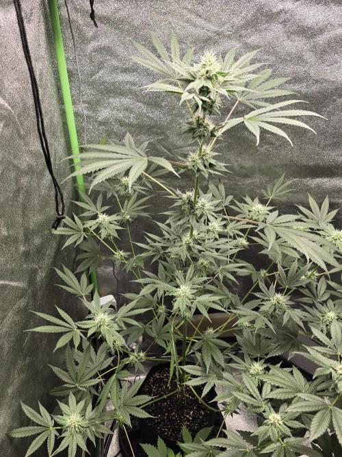 🍫 haze. Week 9