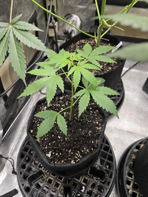 Big Banana 🍌. Week 5