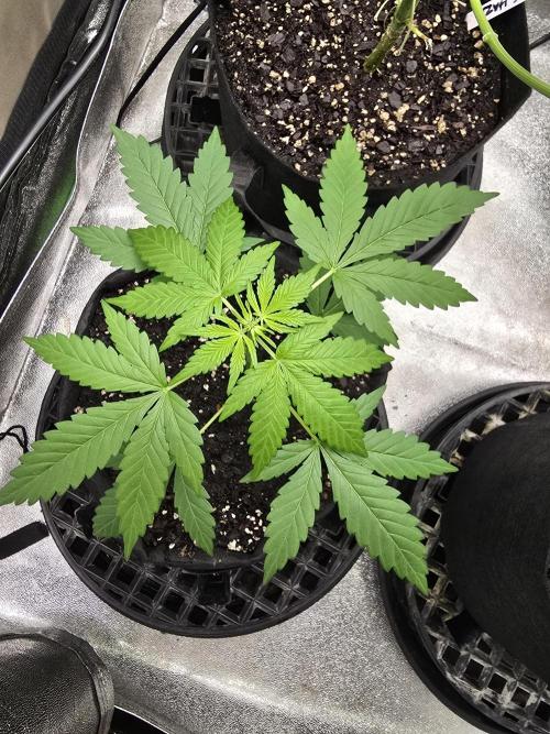 Big Banana 🍌. Week 5