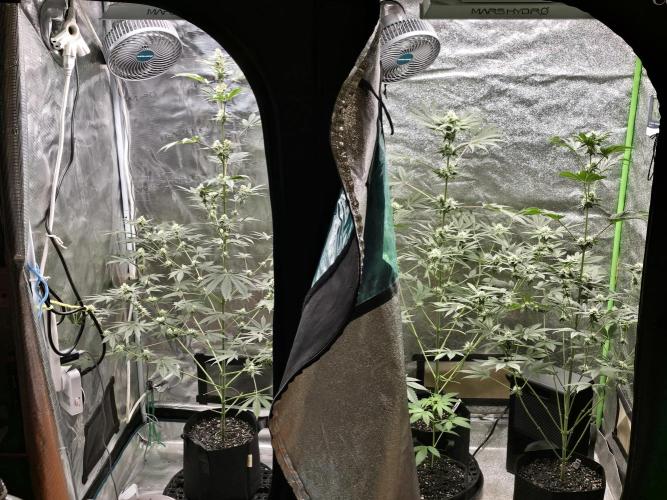 Banana Daddy Auto R BX2. Week 5