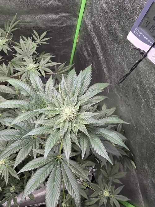 Gelato 41. Week 10