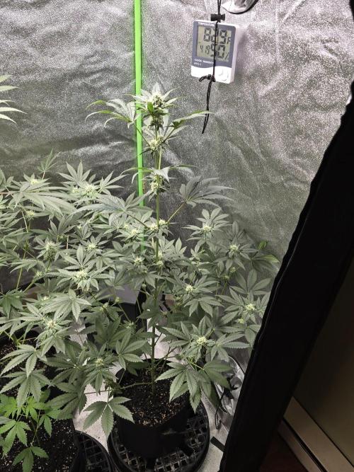 Gelato 41. Week 10