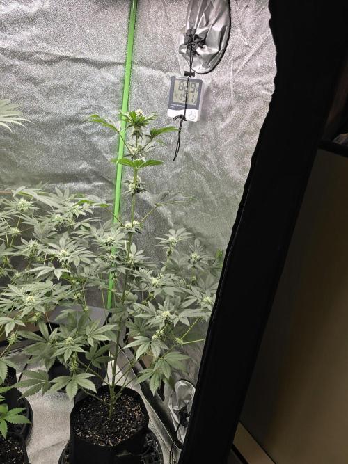 Gelato 41. Week 10