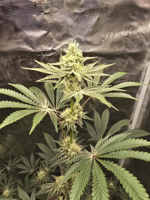 Blueberry Faygo. Week 10