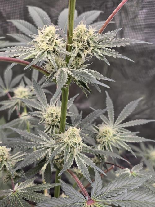 Blueberry Faygo. Week 10