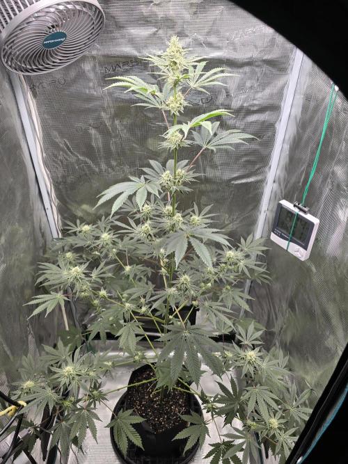 Blueberry Blizzy. Week 10
