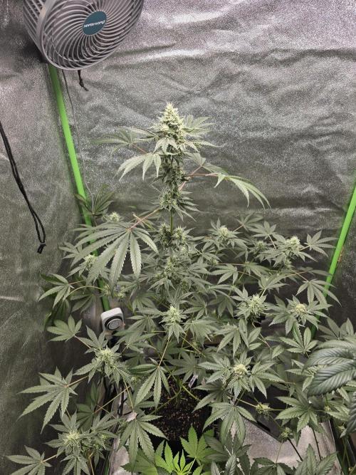 🍫 haze. Week 10