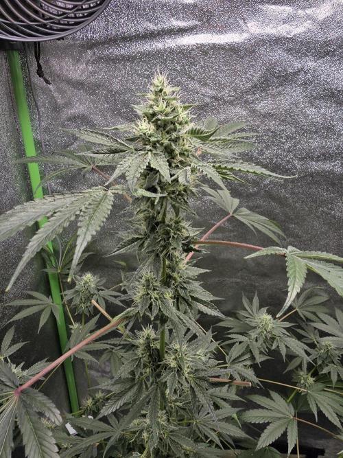 🍫 haze. Week 10