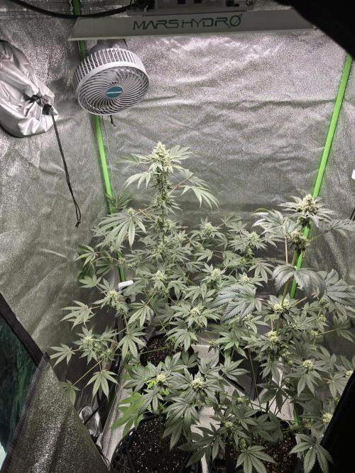 🍫 haze. Week 10
