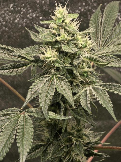 Chocolate Haze. Week 10