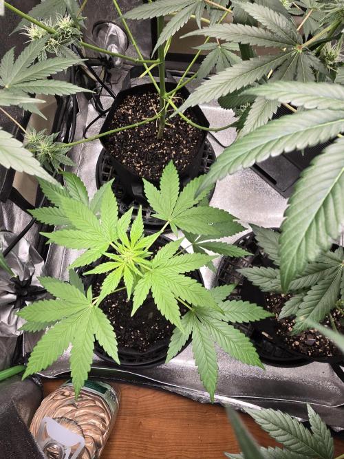 Big Banana 🍌. Week 6
