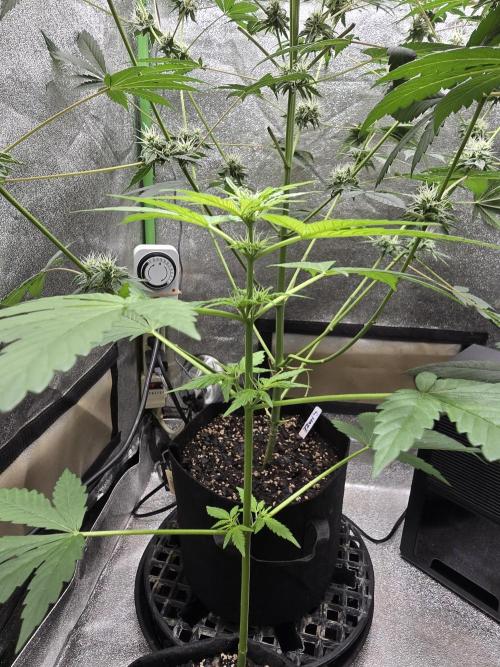 Big Banana 🍌. Week 6