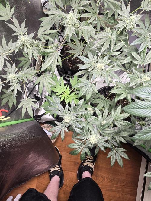 Big Banana 🍌. Week 6