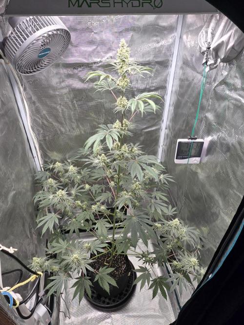 Blueberry Faygo. Week 11