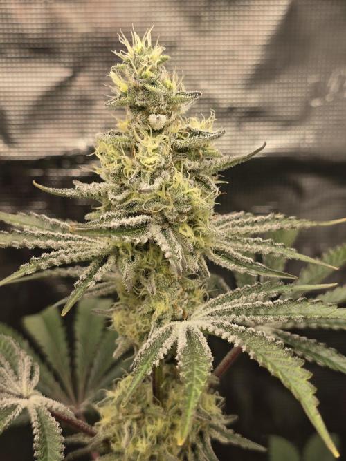 Blueberry Faygo. Week 11
