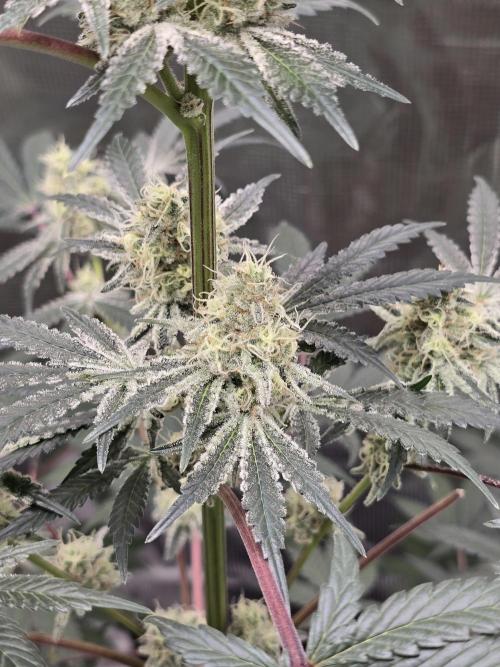 Blueberry Faygo. Week 11