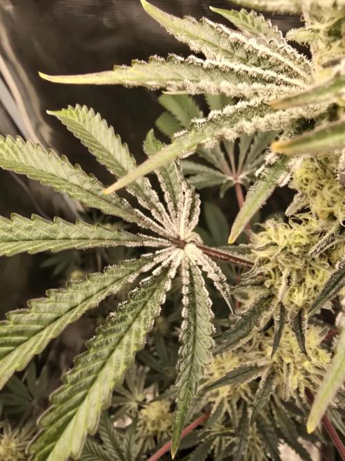 Blueberry Blizzy. Week 11