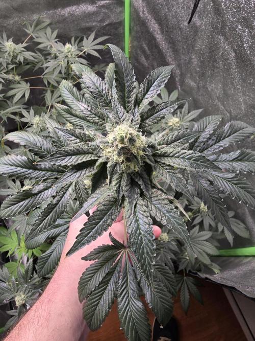 Gelato 41. Week 11