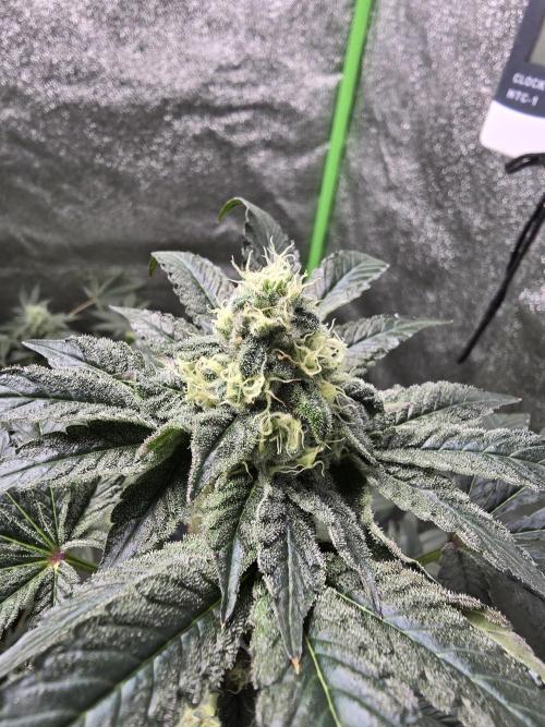 Gelato 41. Week 11
