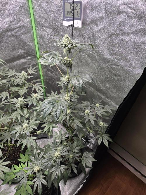 Gelato 41. Week 11