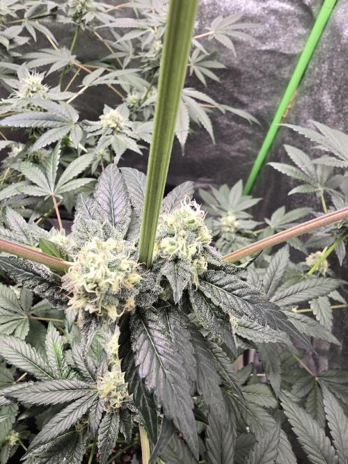 Gelato 41. Week 11