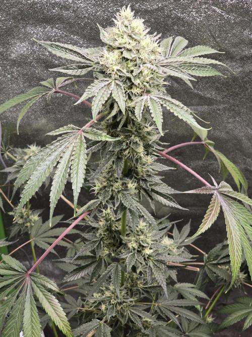 🍫 haze. Week 11 - Swelling up