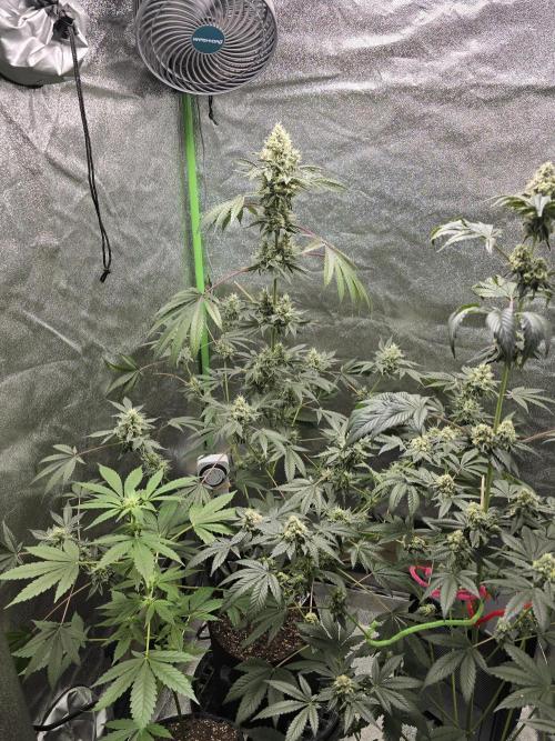 🍫 haze. Week 11
