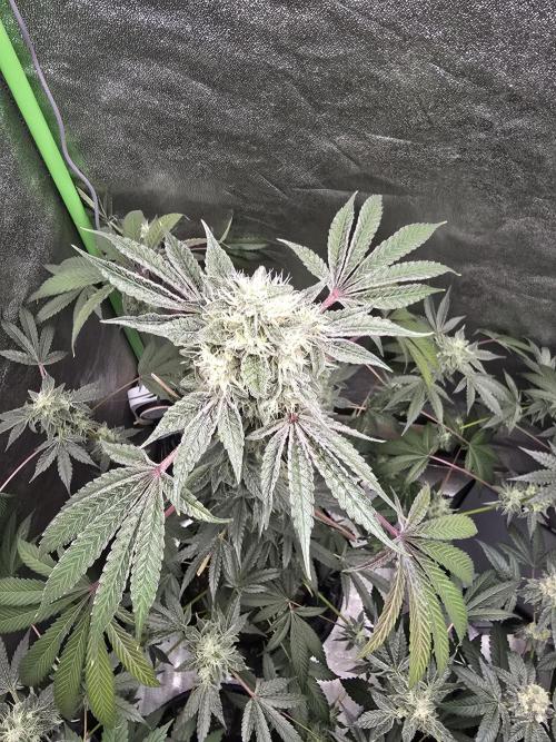 Chocolate Haze. Week 11