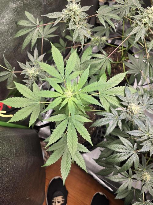 Big Banana 🍌. Week 7