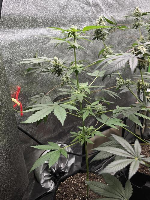 Big Banana 🍌. Week 7