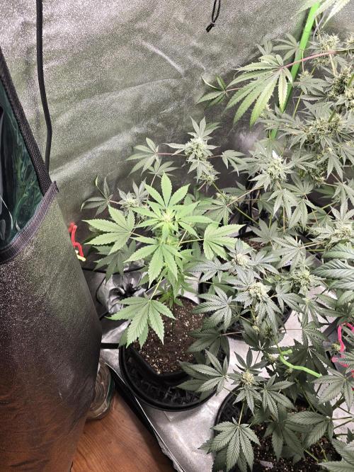 Banana Daddy Auto R BX2. Week 7