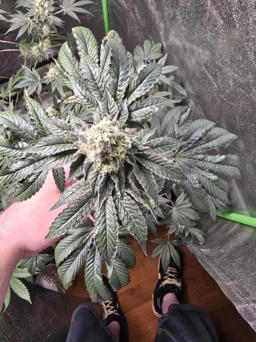 Gelato 41. Week 12