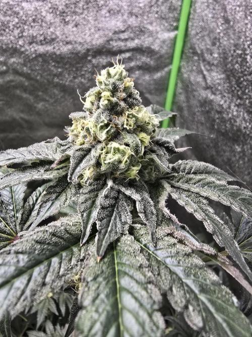 Gelato 41. Week 12