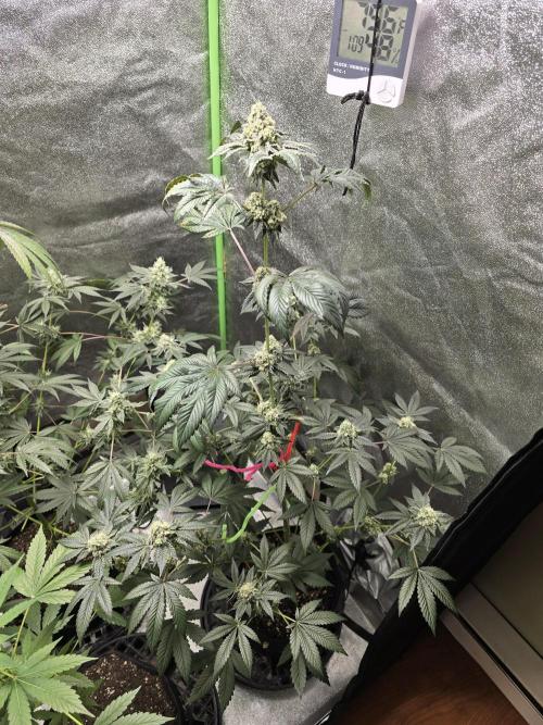 Gelato 41. Week 12