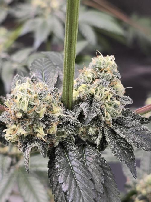 Gelato 41. Week 12