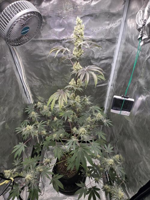 Blueberry Faygo. Week 12