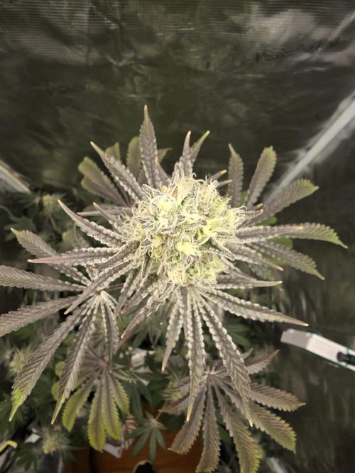 Blueberry Faygo. Week 12