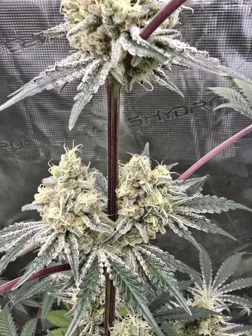 Blueberry Blizzy. Week 12
