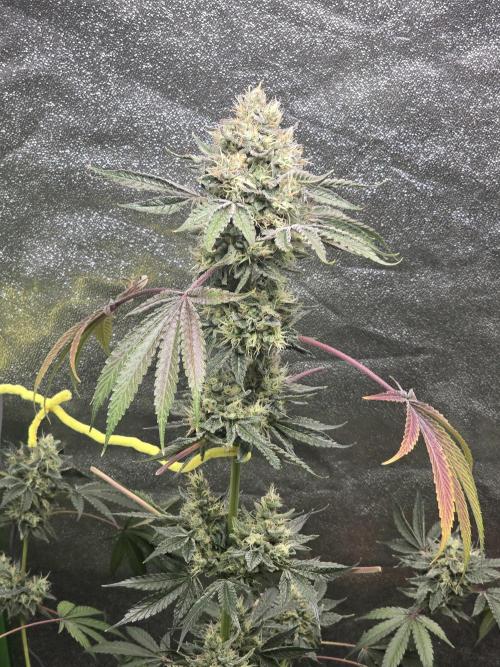 🍫 haze. Week 12