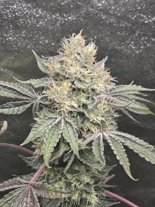🍫 haze. Week 12