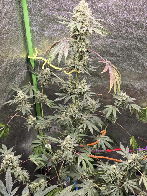 Chocolate Haze. Week 12