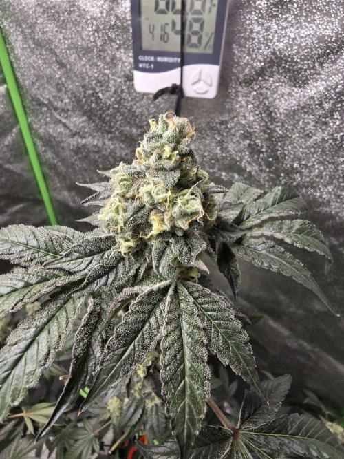 Gelato 41. Week 13