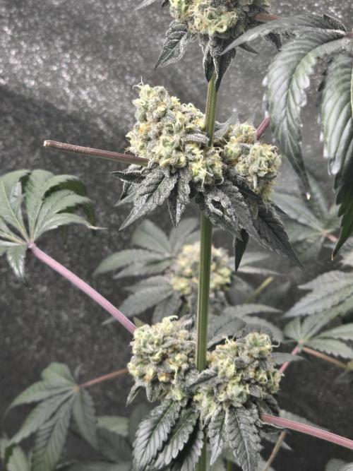Gelato 41. Week 13