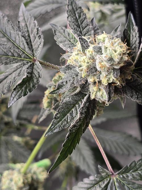 Gelato 41. Week 13