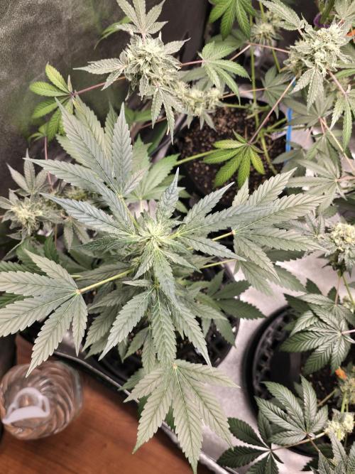 Big Banana 🍌. Week 8